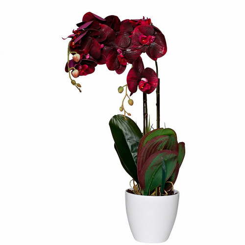 орхидея бордовая в горшке 58 см в Кургане